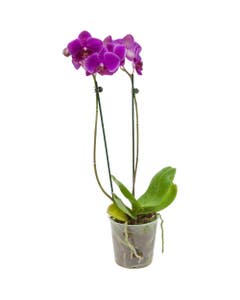 Flor Orquídea Phalaenopsis Pote 15_2019_10_18_11_33_32